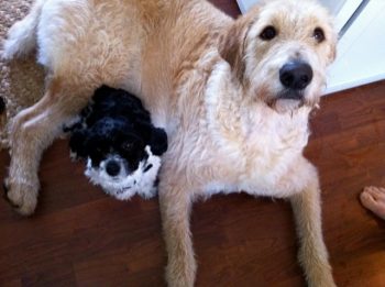 Sleep-overs